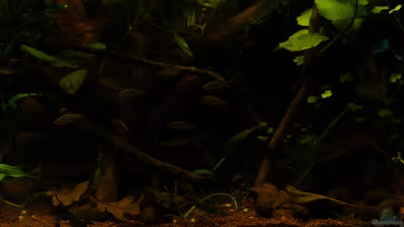 Besatz im Aquarium kleines schwarzes von die Perle... (31)