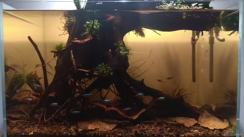 Besatz im Aquarium kleines Schwarzwasser von CzudemP (25)