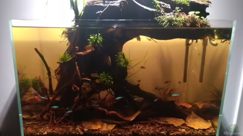 Besatz im Aquarium kleines Schwarzwasser von CzudemP (27)