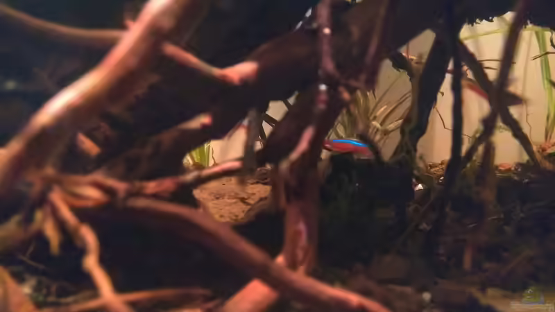 Besatz im Aquarium kleines Schwarzwasser von CzudemP (28)