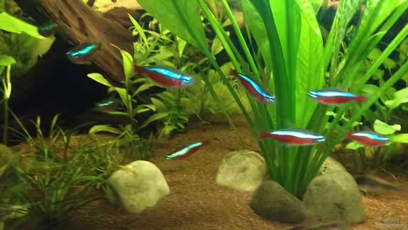 Besatz im Aquarium Kleines Stück Südamerika von Enzio (14)