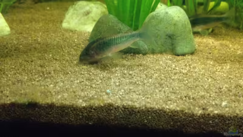 Besatz im Aquarium Kleines Stück Südamerika von Enzio (15)