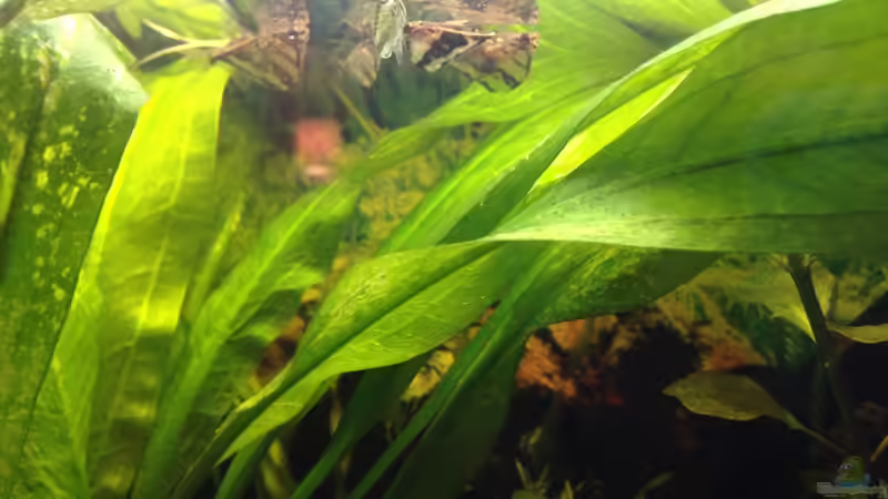 Besatz im Aquarium Kleines Stück Südamerika von Enzio (16)