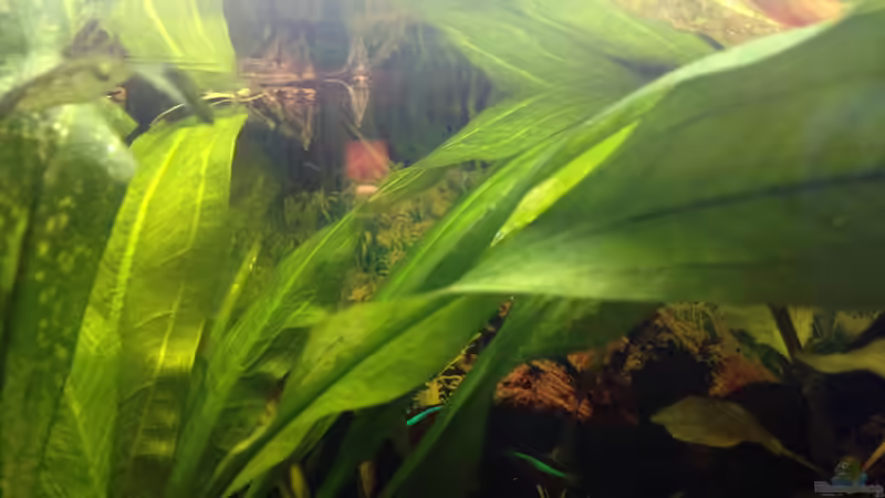 Besatz im Aquarium Kleines Stück Südamerika von Enzio (17)