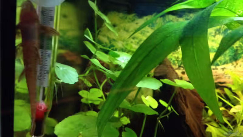 Besatz im Aquarium Kleines Stück Südamerika von Enzio (18)