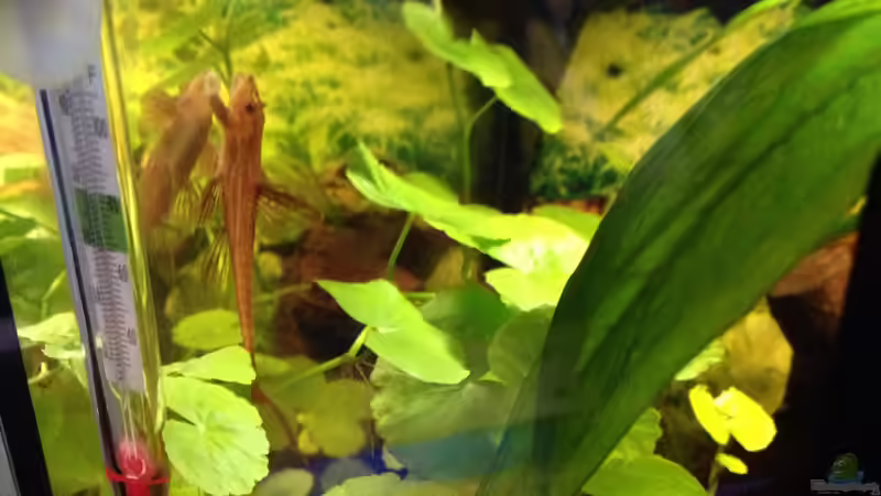 Besatz im Aquarium Kleines Stück Südamerika von Enzio (19)