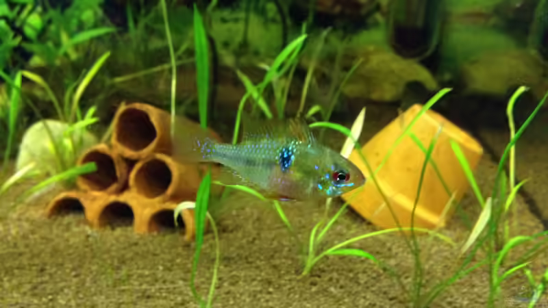 Besatz im Aquarium Kleines Stück Südamerika von Enzio (21)