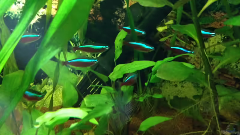 Besatz im Aquarium Kleines Stück Südamerika von Enzio (22)