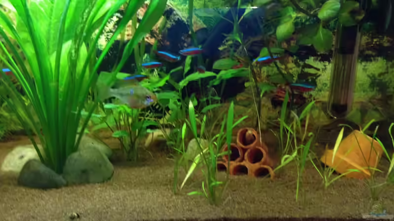 Besatz im Aquarium Kleines Stück Südamerika von Enzio (23)