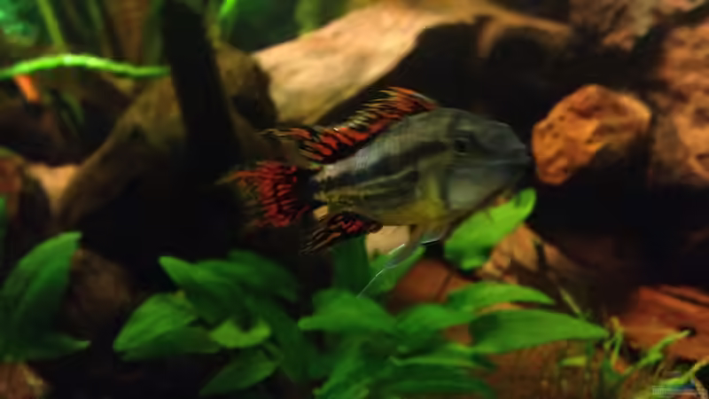 Besatz im Aquarium Kleines Stück Südamerika von Enzio (34)