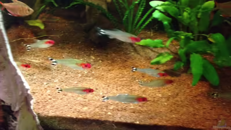 Besatz im Aquarium Kleines Stück Südamerika von Enzio (35)