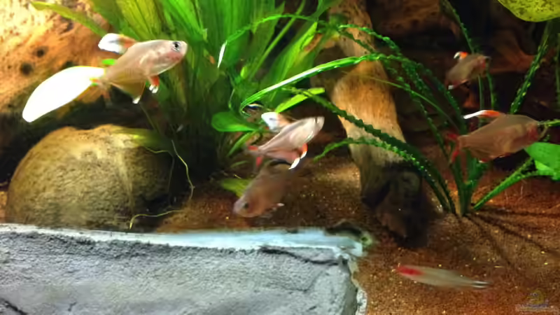 Besatz im Aquarium Kleines Stück Südamerika von Enzio (36)