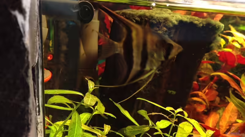 Besatz im Aquarium Kleines Stück Südamerika von Enzio (37)