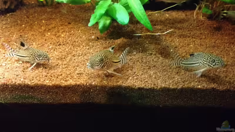 Besatz im Aquarium Kleines Stück Südamerika von Enzio (38)