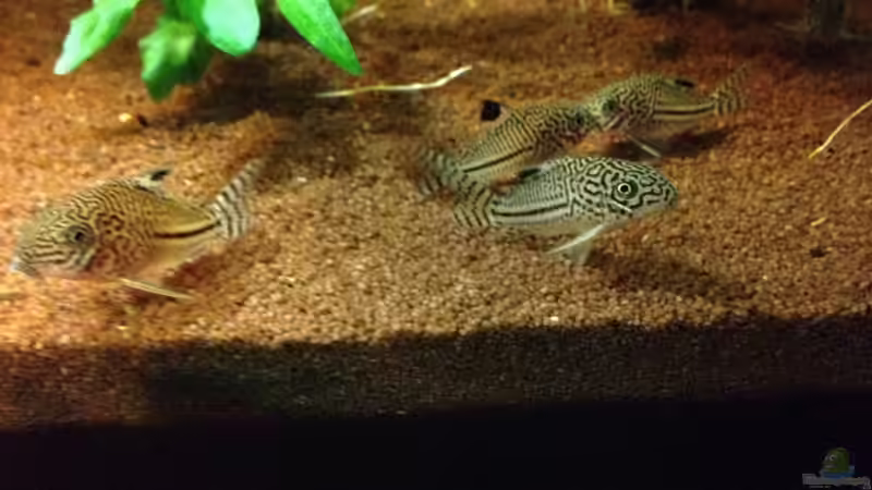 Besatz im Aquarium Kleines Stück Südamerika von Enzio (39)