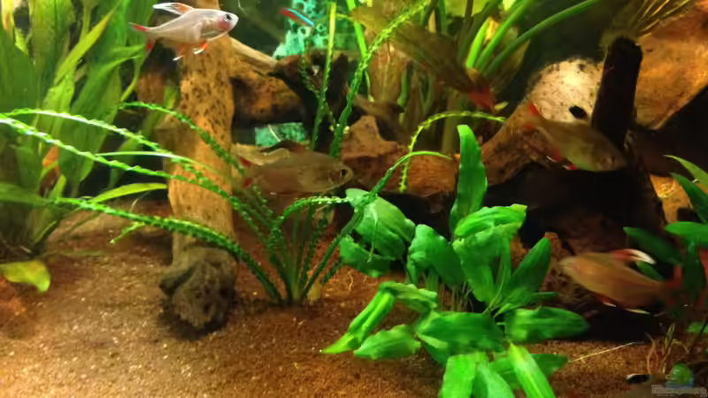 Besatz im Aquarium Kleines Stück Südamerika von Enzio (40)