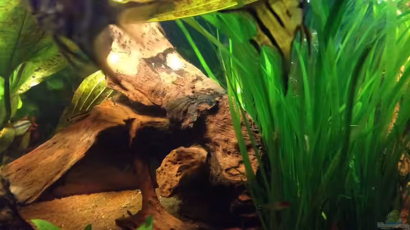 Besatz im Aquarium Kleines Stück Südamerika von Enzio (41)