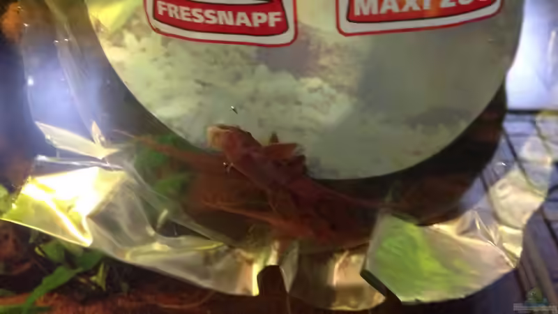 Besatz im Aquarium Kleines Stück Südamerika von Enzio (42)