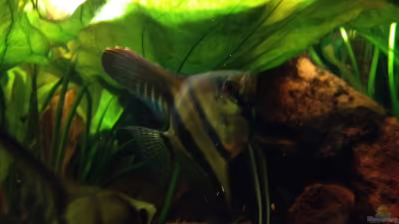 Besatz im Aquarium Kleines Stück Südamerika von Enzio (43)