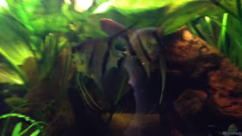 Besatz im Aquarium Kleines Stück Südamerika von Enzio (44)