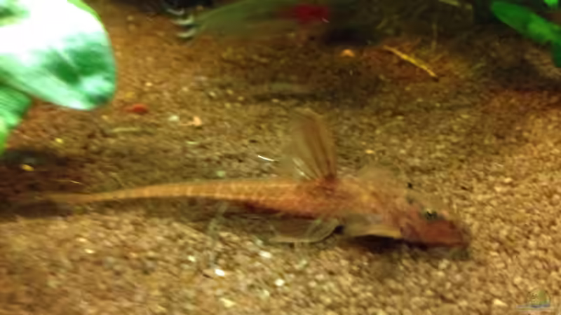 Besatz im Aquarium Kleines Stück Südamerika von Enzio (45)