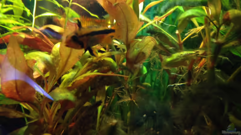 Besatz im Aquarium Kleines Stück Südamerika von Enzio (47)