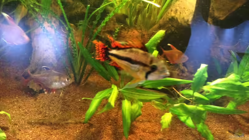 Besatz im Aquarium Kleines Stück Südamerika von Enzio (48)