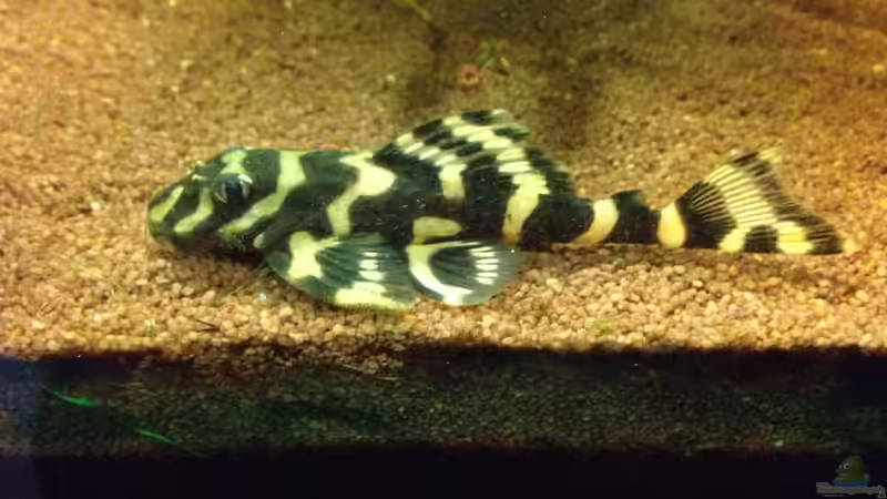 Besatz im Aquarium Kleines Stück Südamerika von Enzio (49)