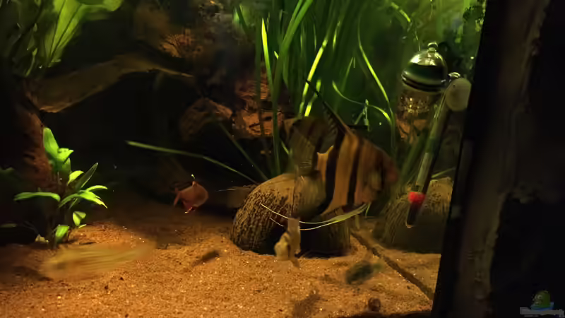 Besatz im Aquarium Kleines Stück Südamerika von Enzio (50)