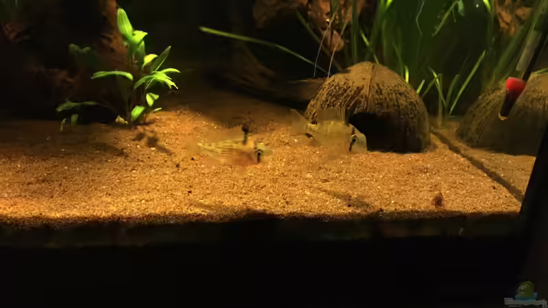 Besatz im Aquarium Kleines Stück Südamerika von Enzio (51)