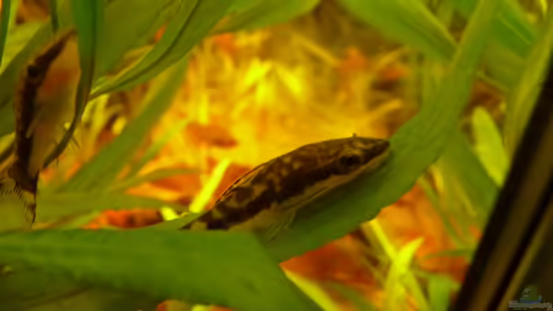 Besatz im Aquarium Kleines Südamerika --wurde aufgelöst--- von Stefan J. (6)