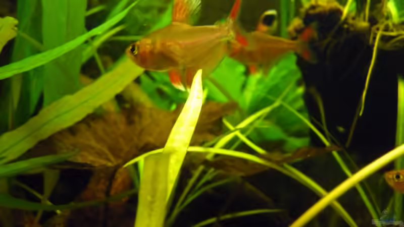 Besatz im Aquarium Kleines Südamerika --wurde aufgelöst--- von Stefan J. (7)