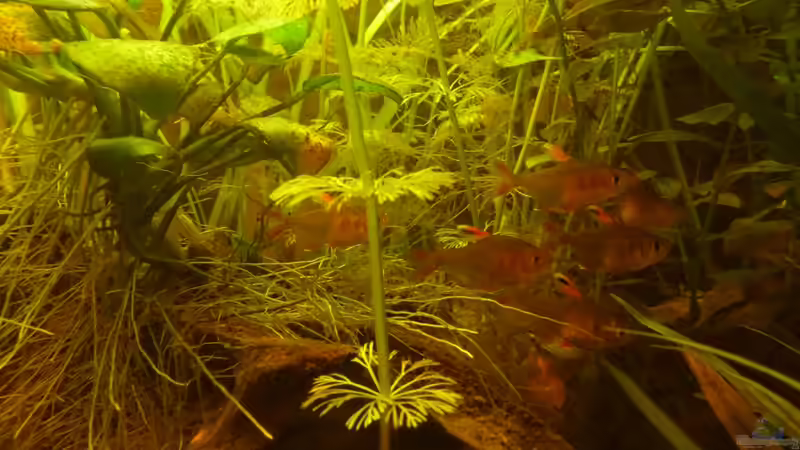 Besatz im Aquarium Kleines Südamerika --wurde aufgelöst--- von Stefan J. (8)