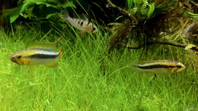 Besatz im Aquarium kleines Südamerika von Jule (25)