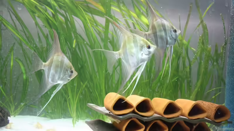 Besatz im Aquarium Kleines Südamerika von Panda (11)