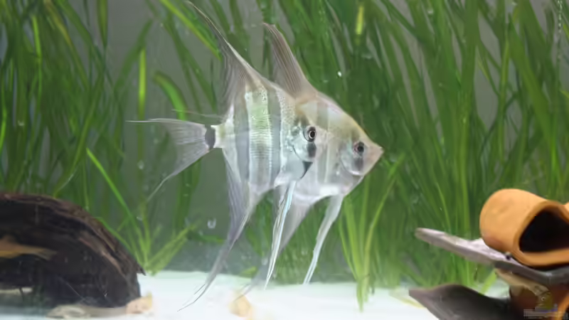 Besatz im Aquarium Kleines Südamerika von Panda (12)