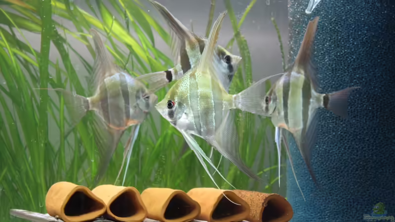 Besatz im Aquarium Kleines Südamerika von Panda (13)