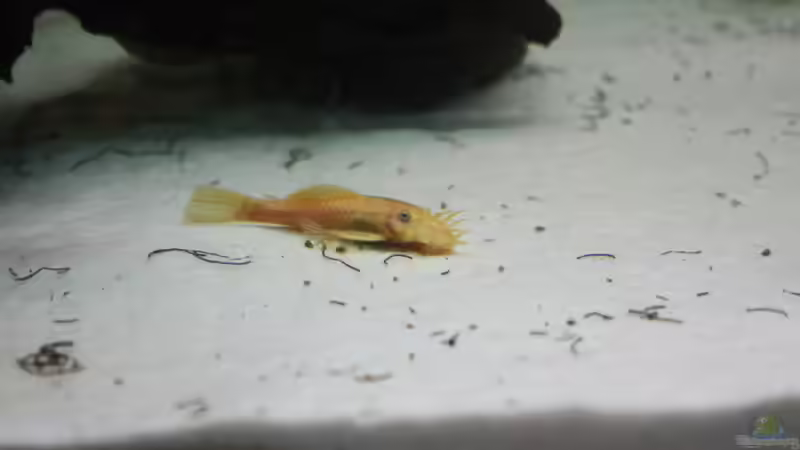 Besatz im Aquarium Kleines Südamerika von Panda (14)