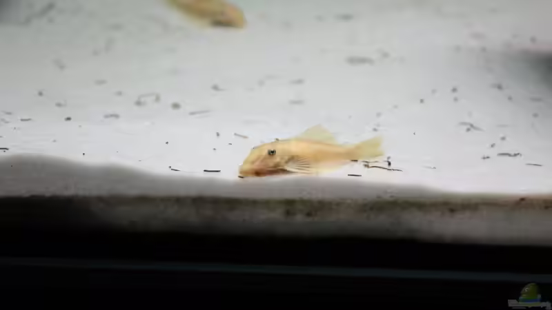 Besatz im Aquarium Kleines Südamerika von Panda (15)