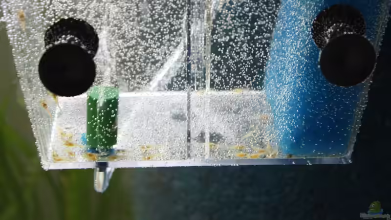 Besatz im Aquarium Kleines Südamerika von Panda (16)