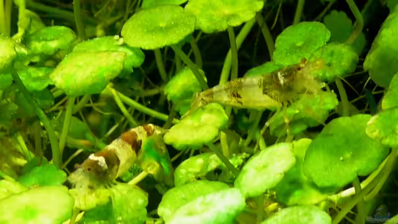 Besatz im Aquarium kleines Weißes von A. G. (23)