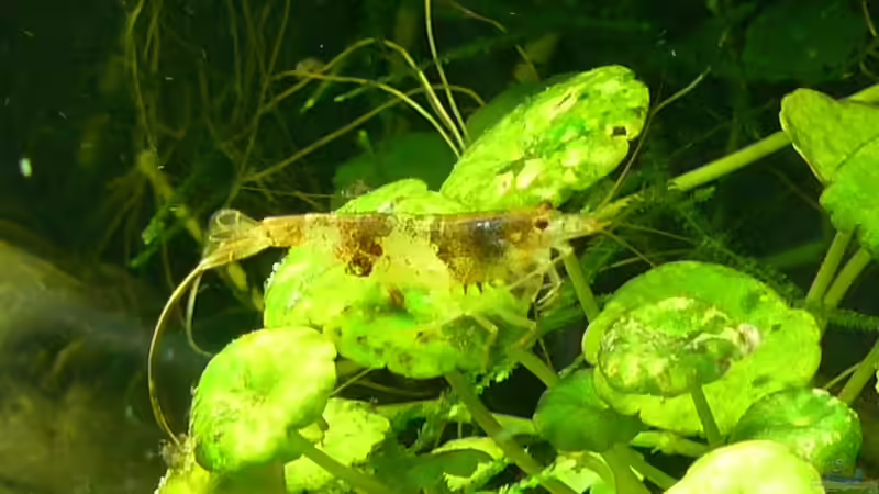 Besatz im Aquarium kleines Weißes von A. G. (24)