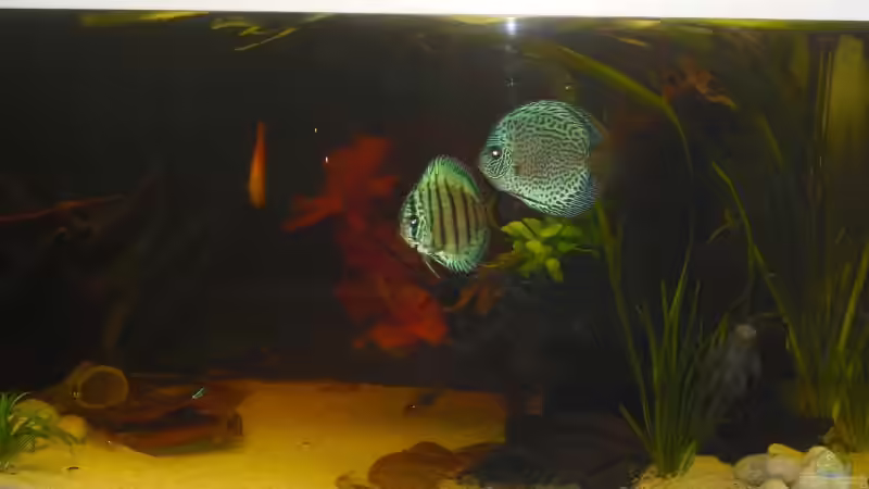 Besatz im Aquarium Knutis Kumpels / Südamerika von nemo0109 (43)