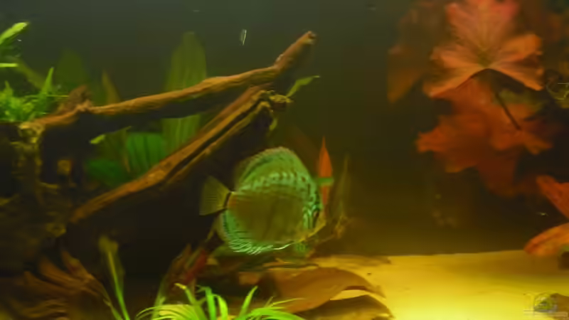 Besatz im Aquarium Knutis Kumpels / Südamerika von nemo0109 (45)