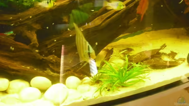 Besatz im Aquarium Knutis Kumpels / Südamerika von nemo0109 (56)