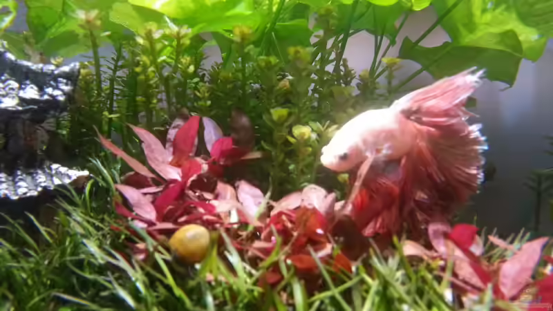 Besatz im Aquarium Kölle Zoo von Koelle-Zoo (12)