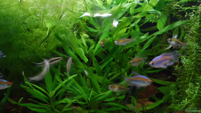 Besatz im Aquarium Kongo 390 von schmitzkatze (6)