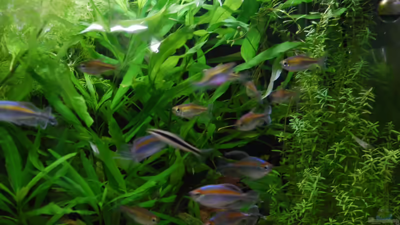 Besatz im Aquarium Kongo 390 von schmitzkatze (7)