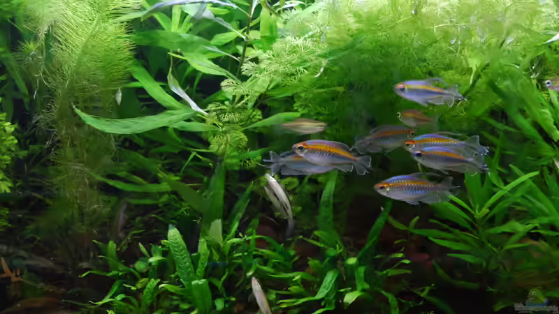 Besatz im Aquarium Kongo 390 von schmitzkatze (8)