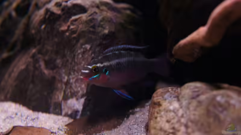 Besatz im Aquarium Kongo River von Mario Köppl (28)